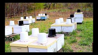 Expanding Your Apiary