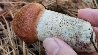 Oak Boletes (Leccinum Quercinum)