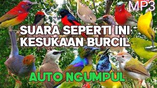 Mp3 pikat burcil sogon, prenjak starter, kemade, kolibri kelapa ampuh bikin ngumpul ‼️