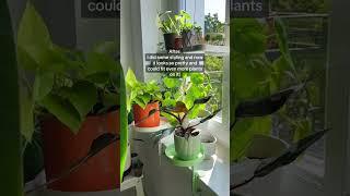 WINDOWSILL FULL OF PLANTS - BEFORE & AFTER! | seedor.store