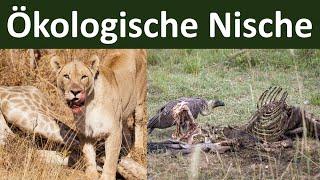 Ökologische Nische [ein Prinzip der Konkurrenzvermeidung] - [Biologie, Ökologie, Teil 8]