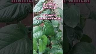 Moneyplant care in winter #ytshorts #shortvideo #gardening # propagatio @sarita's Garden Creativity