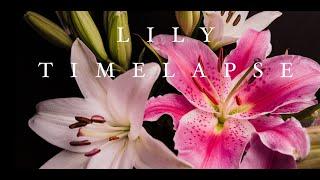 Lilies in Bloom - A Timelapse (4k)
