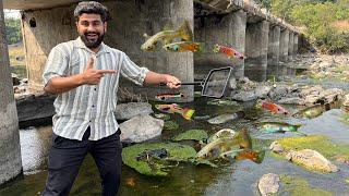 Bahot Sari Wild Guppy Fish Mili Aaj #riverfishing