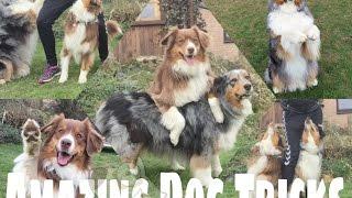 AMAZING DOG TRICKS / Trickdogging, Hundetricks