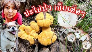 ปะไปป่า‼️(เก็บเห็ดๆ), ห็ดเหลือง(เห็ดมันปู), Kantarell ,(Cantharellus cibarius) , 31 กรกฎาคม 2024