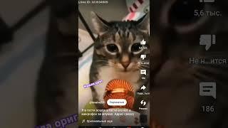 звук не мой видео не моё #кот #хайп #хочуврек #видео