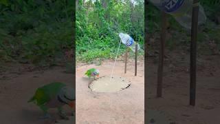 Easy Animal Bird Trap - Creative Parrot Trap Using Plastic Bottle & Paper #shorts