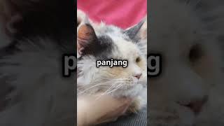 Lebih Baik Mana Kucing Persia atau Kucing Lain?