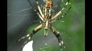 Black and yellow spider rocks web