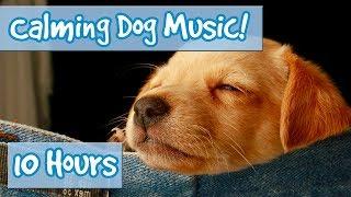 How to Relax Your Dog! Calm Dogs and Puppies Down with Soothing Music to Relieve Anxiety and Stress!