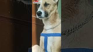 Pluto बाइक पर  | #12 | #shorts #minivlog #vlog #dog