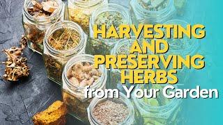 Harvesting and Preserving Herbs from Your Garden