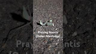 #Mantis #insects #short Praying Mantis are related to termites and cockroaches!