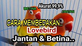 Cara Paling Ampuh membedakan lovebird Jantan & Betina..!!