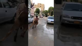 Cow run away crazy unloading #crazycow #cow #unloading