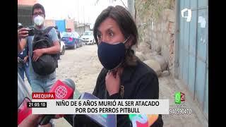 Horror en Arequipa: dos perros pitbull atacan a niño de 6 años hasta matarlo