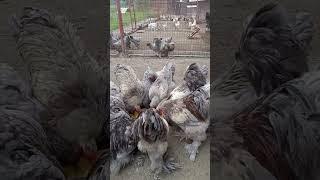 Chinese chicken #batangas #shorts #satisfyingvideo