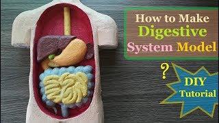 How to make Digestive System 3d Model