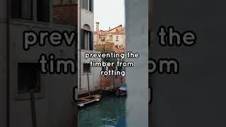 Venice's Hidden Foundation: How Ancient Timber Defies Time Beneath the Canals #fact  #history