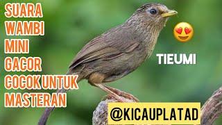 Tieumi || Wambi mini || hwamei mini || suara masteran hwamei @kicauplatad9859