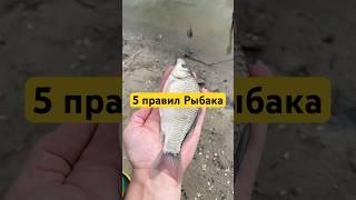 правил #рыбалка #рыба #карп #сазан #белыйамур #карась #фидер #fishing #flatfeeder