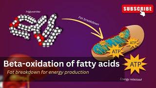 Lipid metabolism Explained | Fat metabolism |  Beta oxidation of fatty acids