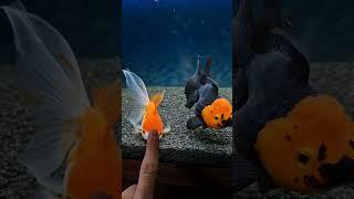  #goldfish #aquarium #fish #oranda #shorts