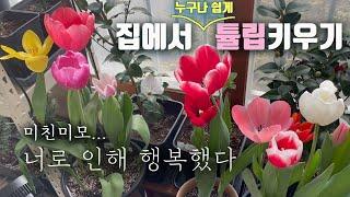 집에서 튤립키우기/ 가을 겨울에 구근 심어 이른 봄에 꽃보기