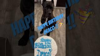 He’s 4!  | Cane Corso #shorts #canecorso