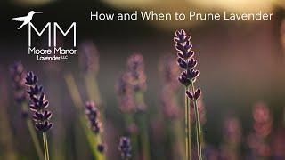 How and When to Prune Lavender in Colder Climates