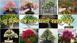 বনসাই করা যায় এরকম সেরা ৩০ টি গাছ এবং তাদের নাম ও পরিচিতিCommon tree species used to Bonsai at home