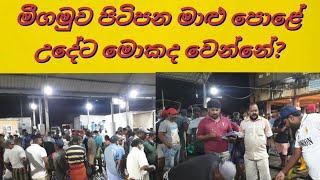 මීගමුව පිටිපන මාළු පොළේ උදේට මොකද වෙන්නේ?/ pitipana fish market/kstv lanka