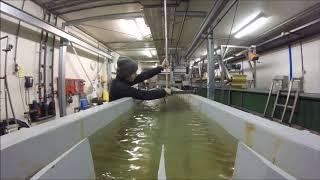 Flume experiment with juvenile willows