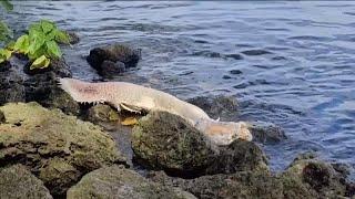 Amazonian "river monster" discovered in the Caloosahatchee River