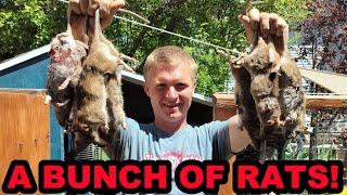 A Bunch of Backyards With a Bunch of RATS!