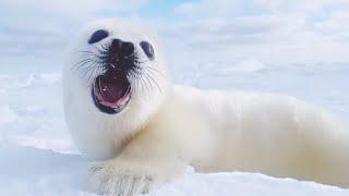 Baby Seal Purrs At The Camera Man