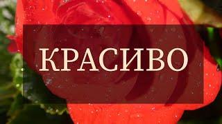Красиво. Алла Сигарёва. (Аудио стихи)