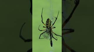 Golden Silk Orb Weaver Spiders With Their Prey - #shorts