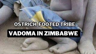 SURVIVAL OF THE VADOMA TRIBE| OSTRICH FOOTED TRIBE.