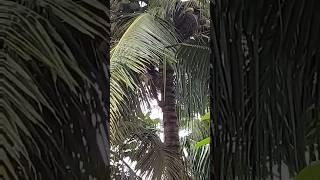 Когда очень голодный  Залез на пальму за кокосом 