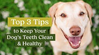 How to Keep Your Dog's Teeth Clean & Healthy