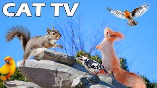 CAT TV ЗА КОТКИ Релаксиращи видеоклипове на катерици и птици, за да забавлявате котките си От...