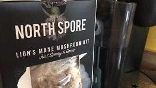 North Spore's 4th Regrow Lion's Mane Mushroom Grow Kit