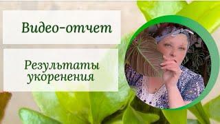 Видео-отчет. Результаты укоренения.