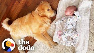 Golden Runs To His Baby Sister's Crib Every Morning | The Dodo