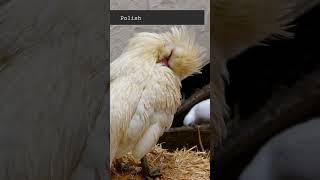 All about Chicken Breeds | Polish