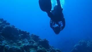 #Okinawa #Tebah Dive #Fish Awareness #White Tip reef Shark