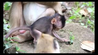 New born baby monkey to be completely weaned, Timo feeling happy to learn with no breastfeeding