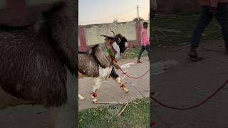 Aj Goat Farm Bhopal